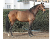 Lysander