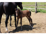 Caesar x Grand Cru x Wonderful   1 week old
