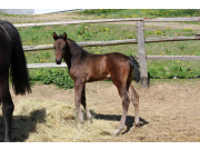Caesar x Calido x Sir Shostakovich   filly