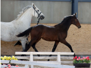 DIARADO X CAVALINA3
