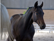 DIARADO X CAVALINA