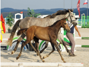 DSC01466