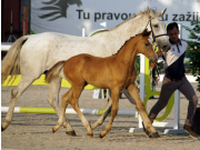 lordanos x con cosmos