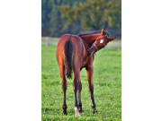 Lorelai
