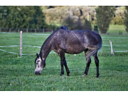 Cavalina